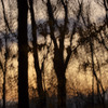 Louise Dudis, Tree 3, 2009